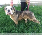Small Photo #1 Olde English Bulldogge Puppy For Sale in CHETEK, WI, USA