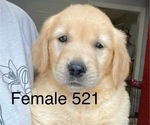 Puppy Female 521 Golden Retriever