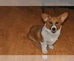 Small Photo #15 Pembroke Welsh Corgi Puppy For Sale in FALLS CITY, OR, USA