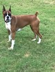 Small Photo #1 Boxer Puppy For Sale in GRAYSON, GA, USA
