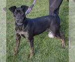 Small #1 Greyhound-Rottweiler Mix