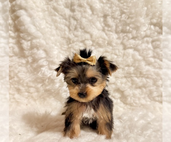 Medium Photo #1 Yorkshire Terrier Puppy For Sale in REDLANDS, CA, USA