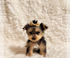 Yorkshire Terrier Puppy for sale in REDLANDS, CA, USA