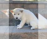 Small #2 Shiba Inu