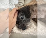 Small #2 Mutt