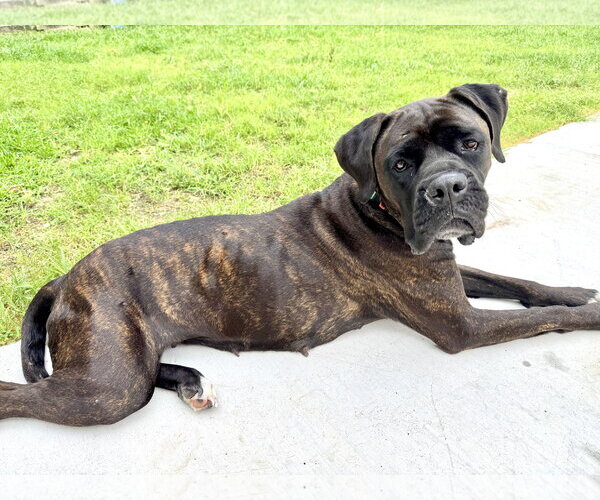 Medium Photo #3 Boxer Puppy For Sale in  Katy, TX, USA