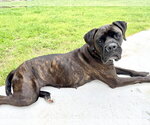 Small #2 Boxer