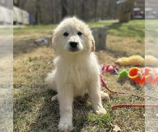 Medium Photo #2 Great Pyrenees-Unknown Mix Puppy For Sale in Yardley, PA, USA