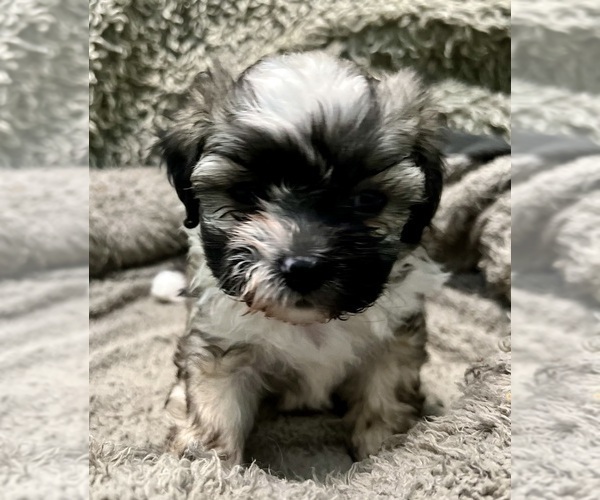 Medium Photo #51 Zuchon Puppy For Sale in RENO, NV, USA