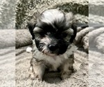 Puppy Sadie Zuchon