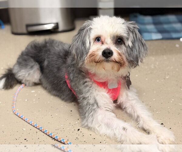 Medium Photo #2 Lhasa Apso-Unknown Mix Puppy For Sale in Mundelein, IL, USA