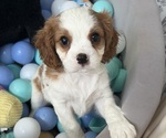Puppy 3 Cavalier King Charles Spaniel