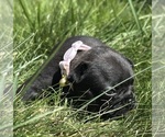 Puppy Basil Hayden French Bulldog