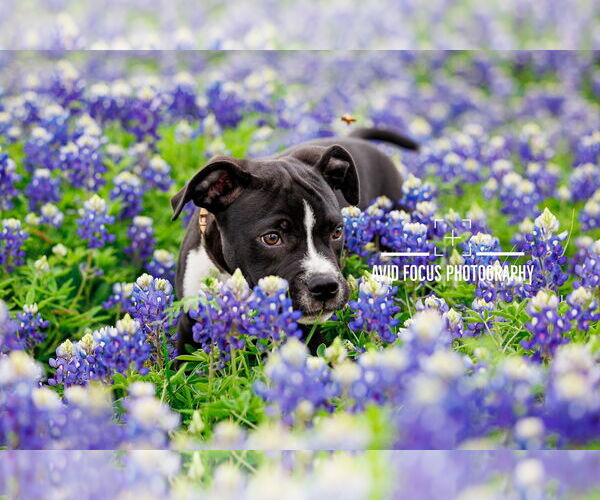 Medium Photo #3 American Staffordshire Terrier-Unknown Mix Puppy For Sale in McKinney, TX, USA