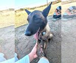 Small #3 Mutt