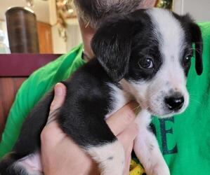 Border-Aussie Puppy for sale in BLAIRSVILLE, GA, USA