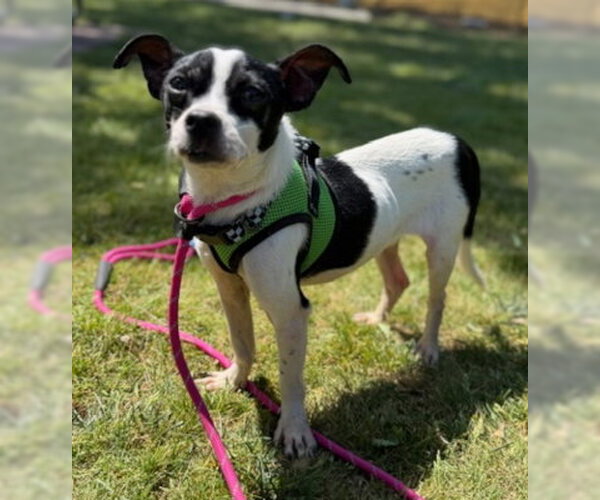 Medium Photo #1 Chihuahua-Unknown Mix Puppy For Sale in Ventura, CA, USA