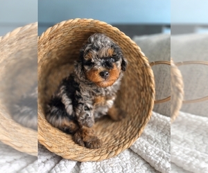 Aussiedoodle Miniature  Puppy for sale in SAINT CLOUD, FL, USA