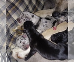 Small Photo #27 Great Dane Puppy For Sale in PIERSON, MI, USA