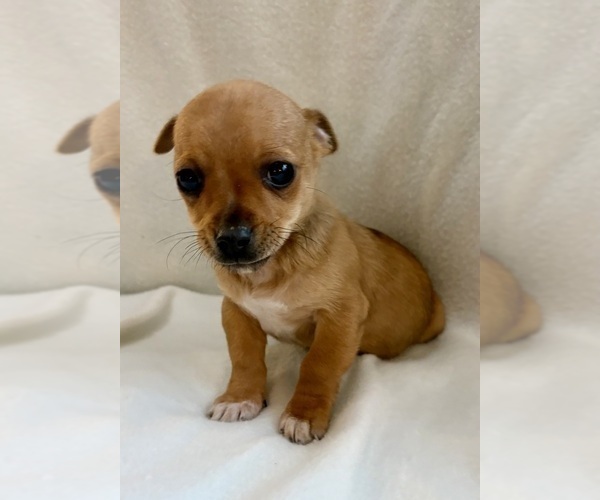 Medium Photo #1 Chihuahua Puppy For Sale in FAIR HAVEN, MI, USA