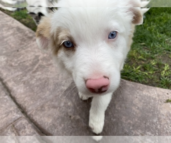 Medium Photo #2 Border Collie Puppy For Sale in CHULA VISTA, CA, USA