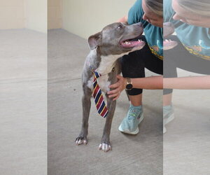 American Pit Bull Terrier-Unknown Mix Dogs for adoption in McKinney, TX, USA