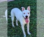 Small American Pit Bull Terrier Mix