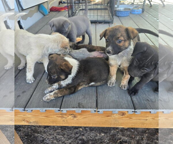 Medium Photo #1 Australian Shepherd-Unknown Mix Puppy For Sale in Williamsburg, NM, USA
