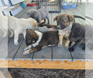Australian Shepherd-Unknown Mix Dogs for adoption in Williamsburg, NM, USA