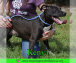 Small #1 Labrador Retriever Mix