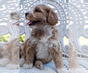 Bernedoodle (Miniature) Puppy for sale in ROY, UT, USA
