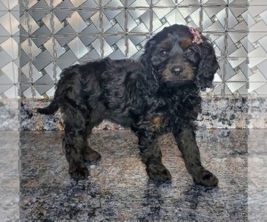 Cavapoo Puppy for sale in ELKHART, IN, USA