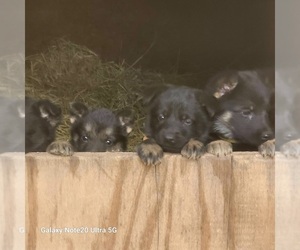 German Shepherd Dog Litter for sale in GADSDEN, AL, USA