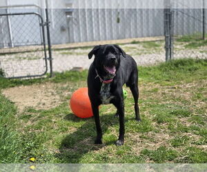Mastador Dogs for adoption in Evansville, IN, USA