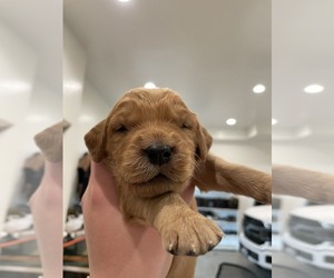 Golden Irish Puppy for sale in FRANKLIN, ID, USA