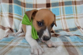 Jack Russell Terrier Puppy for sale in BIRD IN HAND, PA, USA