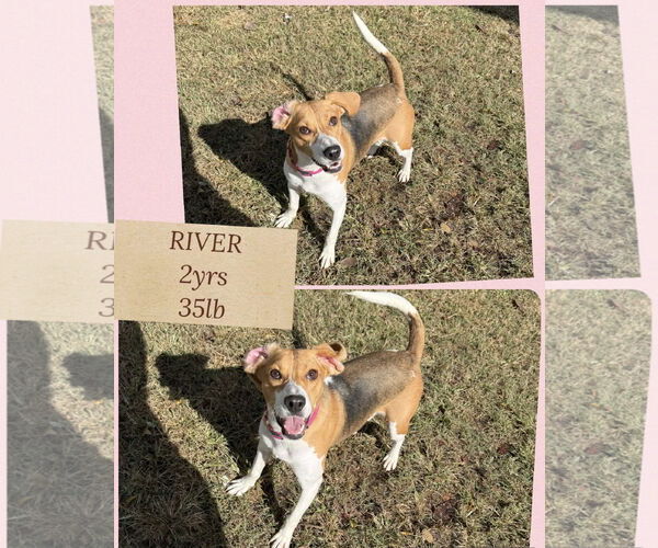 Medium Photo #4 Coonhound-Unknown Mix Puppy For Sale in Woodbury, NY, USA