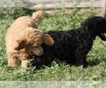 Small Photo #44 Poodle (Standard) Puppy For Sale in GARWOOD, TX, USA