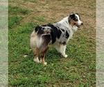 Small Photo #1 Australian Retriever Puppy For Sale in CAMDEN, OH, USA
