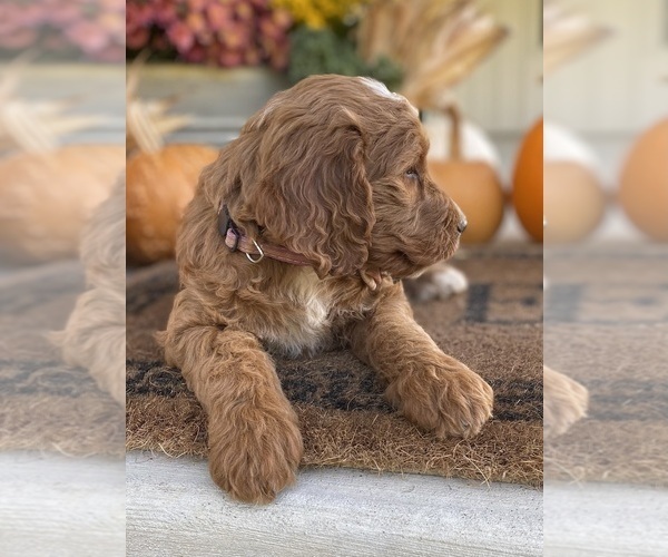 Medium Photo #9 Irish Doodle Puppy For Sale in WOOSTER, OH, USA