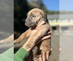 Small Photo #8 Cane Corso Puppy For Sale in BELGRADE, MT, USA