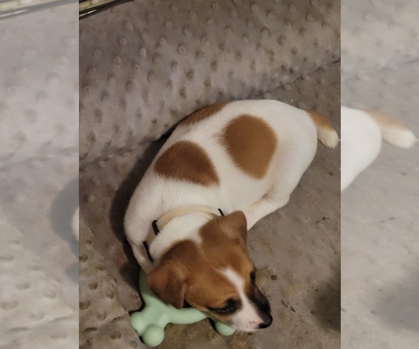 Medium Photo #6 Russell Terrier Puppy For Sale in MARSHVILLE, NC, USA