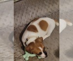 Small #5 Russell Terrier