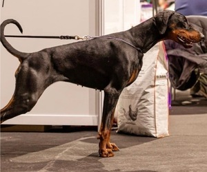 Mother of the Doberman Pinscher puppies born on 02/16/2026