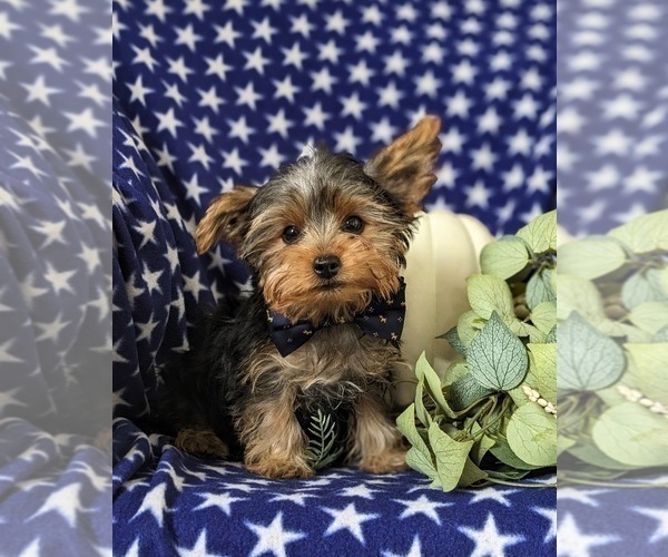 Medium Photo #5 Yorkshire Terrier Puppy For Sale in OXFORD, PA, USA