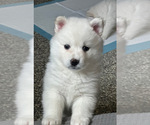 Small #1 Pomsky