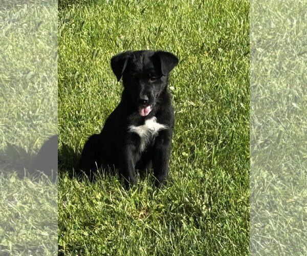 Medium Photo #3 Shepradors Puppy For Sale in Macon, MO, USA