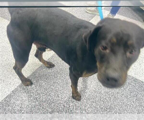 Medium Photo #1 Rottweiler-Unknown Mix Puppy For Sale in Houston, TX, USA