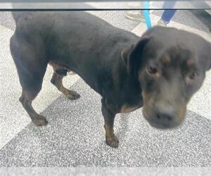 Rottweiler-Unknown Mix Dogs for adoption in Houston, TX, USA