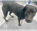 Small Rottweiler Mix